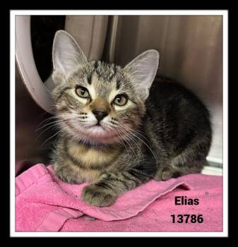 Rescue Domestic Short Hair and Tabby Cats for Adoption in Marietta, Georgia - ELIAS | PetCurious