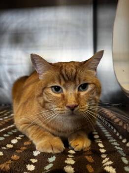 Domestic Short Hair Cats Available for Adoption - Micah | PetCurious