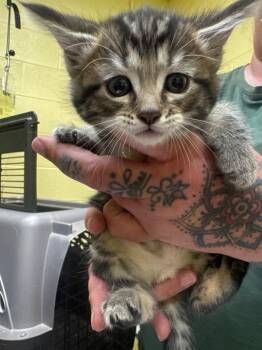 Espresso -  Domestic Short Hair Cat for Adoption in Crossville, Tennessee - Espresso | PetCurious