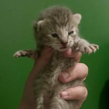 Buttons -  Domestic Short Hair Cat Available for Adoption in Saint Joseph, Missouri - Buttons | PetCurious