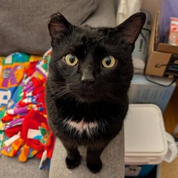 Domestic Short Hair Cats Available for Adoption - Saul | PetCurious