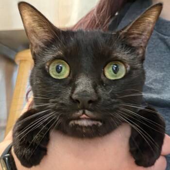 Stella -  Domestic Short Hair Cat for Adoption in Warwick, Rhode Island - Stella | PetCurious