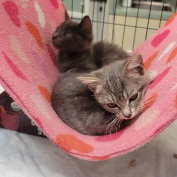 Pench -  Domestic Short Hair Cat for Adoption in Westminster, California - Pench | PetCurious