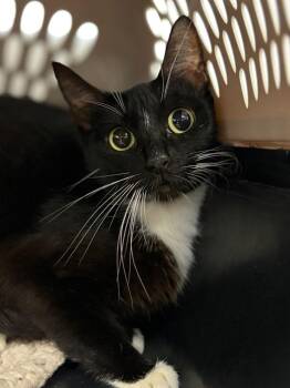 Zendaya -  Domestic Short Hair Cat for Adoption in Lockhart, Texas - Zendaya | PetCurious