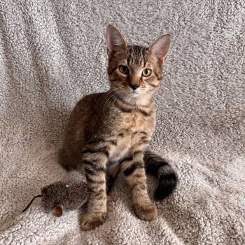 Miles -  Domestic Short Hair Cat for Adoption in Carmel, Indiana - Miles | PetCurious