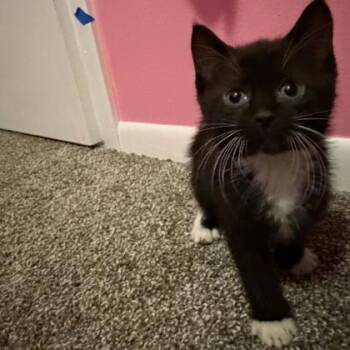 Taft -  Domestic Short Hair Cat Available for Adoption in Janesville, Wisconsin - Taft | PetCurious