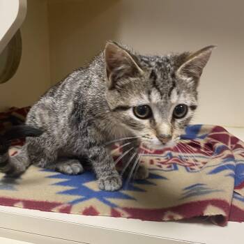 Pepper -  Domestic Short Hair Cat for Adoption in Elyria, Ohio - Pepper | PetCurious