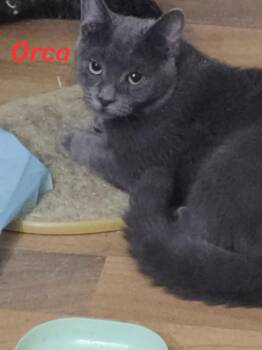 Rescue Domestic Short Hair Cats for Adoption in Spencerville, Ontario - Orca | PetCurious