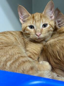 Rescue Domestic Short Hair Cats for Adoption in Danielsville, Georgia - Ares | PetCurious