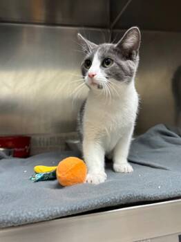 Shamrock -  Domestic Short Hair Cat for Adoption in Findlay, Ohio - Shamrock | PetCurious