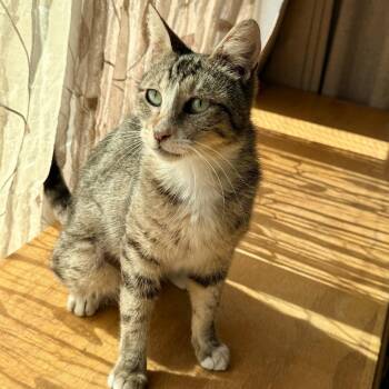Jade -  Domestic Short Hair Cat for Adoption in Los Angeles, California - Jade | PetCurious