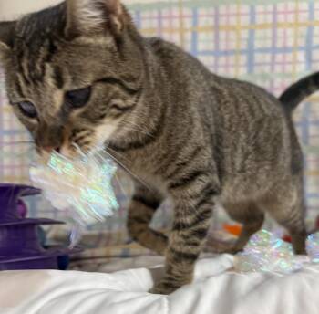 Bayna -  Domestic Short Hair Cat for Adoption in Jackson, Georgia - Bayna | PetCurious