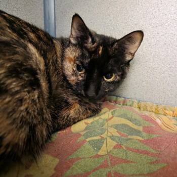 Aurora -  Domestic Short Hair Cat for Adoption in Oshkosh, Wisconsin - Aurora | PetCurious