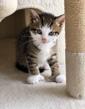 Zoe - polydactyl -  Tabby and Extra Toes Cat Hemingway Polydactyl Cat for Adoption in Wyandotte, Michigan - Zoe - Polydactyl | PetCurious