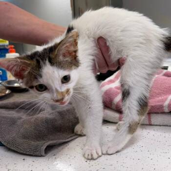 Marla -  Turkish Van Cat for Adoption in Wichita, Kansas - Marla | PetCurious