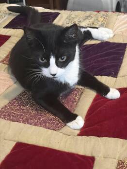 Domestic Short Hair Cats Available for Adoption - AVA | PetCurious