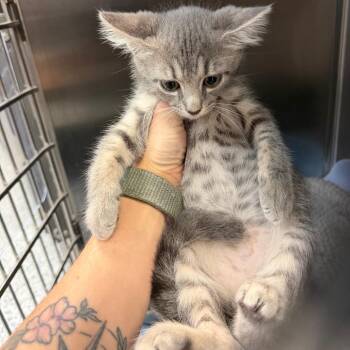 Ara -  Domestic Short Hair Cat for Adoption in Port Charlotte, Florida - Ara | PetCurious