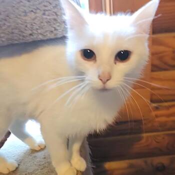 Domestic Short Hair Cats Available for Adoption in Fredericksburg, Virginia - Crimson Veil | PetCurious