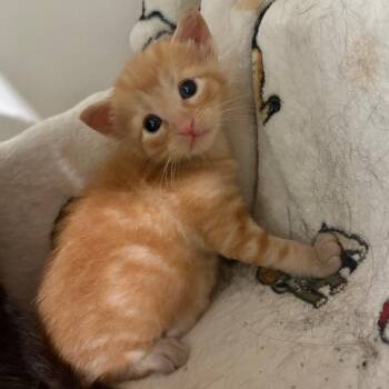 Domestic Short Hair Cats Available for Adoption in Kyle, Texas - CONRAD | PetCurious