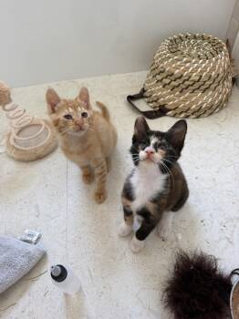 Duke Fluffernutter -  Domestic Short Hair Cat for Adoption in St. Augustine, Florida - Duke Fluffernutter | PetCurious