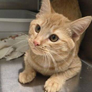 Domestic Short Hair Cats Available for Adoption - Honey Aka Honey Boo | PetCurious