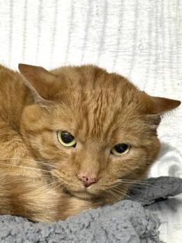 Sora -  Domestic Short Hair Cat for Adoption in West Chester, Pennsylvania - Sora | PetCurious