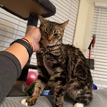 Rescue Domestic Medium Hair Cats for Adoption in Morgan Hill, California - Marco | PetCurious