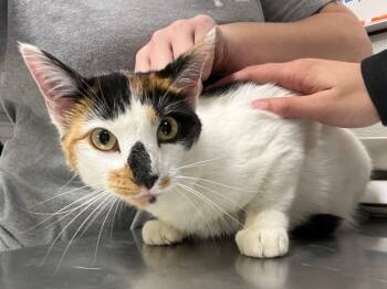 Rescue Domestic Short Hair Cats for Adoption in Fall River, Massachusetts - Masala | PetCurious