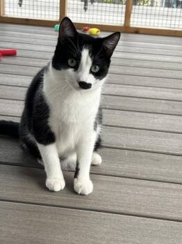 Benton -  Domestic Short Hair Cat for Adoption in Vallejo, California - Benton | PetCurious