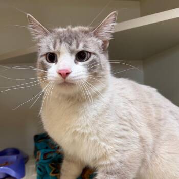 Orpheus -  Domestic Short Hair Cat for Adoption in Cody, Wyoming - Orpheus | PetCurious