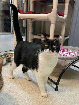 Rescue Domestic Short Hair Cats for Adoption in Dublin, Ohio - Jackpot | PetCurious