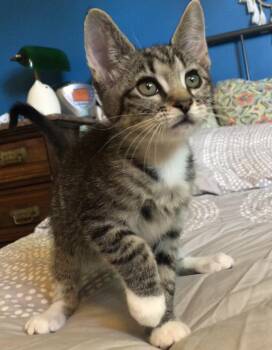 Beezus (Bonded to Ramona) -  Domestic Short Hair Cat Available for Adoption in Portland, Oregon - Beezus (Bonded To Ramona) | PetCurious