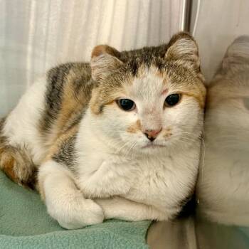 Fern -  American Shorthair Cat for Adoption in Cody, Wyoming - Fern | PetCurious