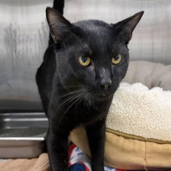 Domestic Short Hair Cats Available for Adoption - CENTRAL CEE | PetCurious