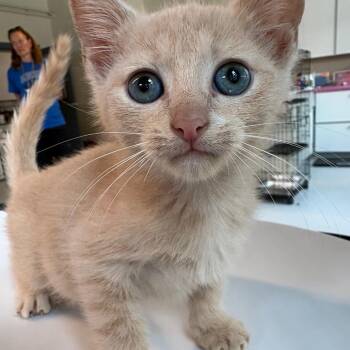 Adida -  Domestic Short Hair Cat for Adoption in Huntington, West Virginia - Adida | PetCurious