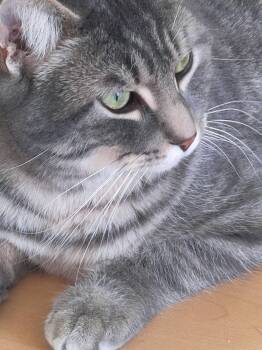 Domestic Short Hair Cats Available for Adoption - Bryce | PetCurious