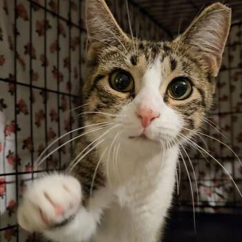 Jolie N. - The Perfect Cat for Just About Anyone -  Domestic Short Hair Cat for Adoption in New York, New York - Jolie N. - The Perfect Cat For Just About Anyone | PetCurious