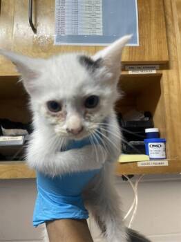 Domestic Short Hair Cats Available for Adoption in Tallahassee, Florida - LONDON | PetCurious