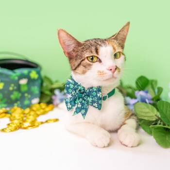 Domestic Short Hair Cats Available for Adoption in Durham, North Carolina - Catty | PetCurious