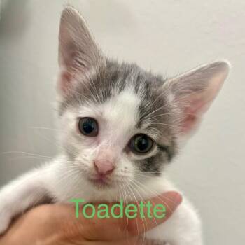 Toadette -  Domestic Short Hair Cat for Adoption in League City, Texas - Toadette | PetCurious