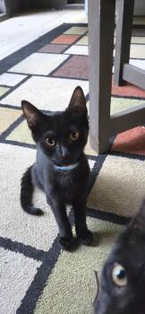 Bow Tie -  Domestic Short Hair Cat for Adoption in Melrose, Massachusetts - Bow Tie | PetCurious