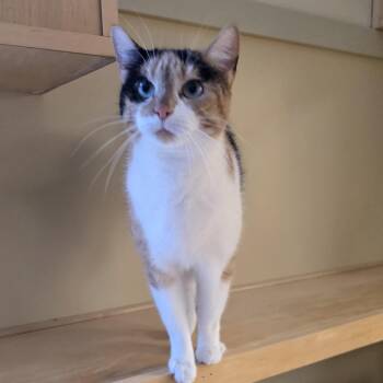 Calico Cats Available for Adoption - Trixie | PetCurious