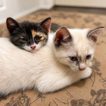 Mango -  Siamese Cat for Adoption in Los Angeles, California - Mango | PetCurious
