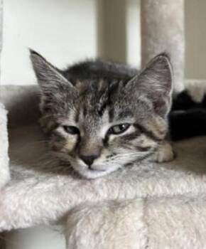 Judy -  Tabby and Domestic Short Hair Cat for Adoption in Skyline, Minnesota - Judy | PetCurious