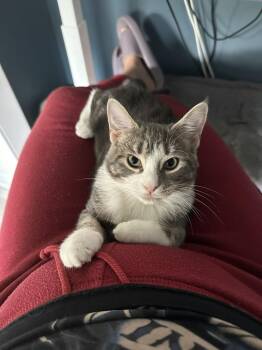 Gretel -  Domestic Short Hair Cat Available for Adoption in New York, New York - Gretel | PetCurious