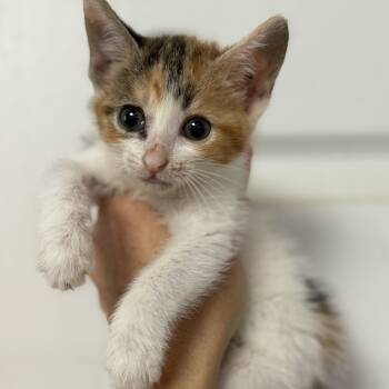 Fruity Pebbles -  Calico and Domestic Short Hair Cat for Adoption in Columbia, South Carolina - Fruity Pebbles | PetCurious
