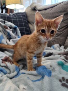 Carrot Cake & Strawberry Shortcake -  Domestic Short Hair Cat for Adoption in Wheaton, Illinois - Carrot Cake & Strawberry Shortcake | PetCurious
