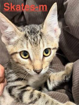 Skates 26 -  Tabby and Domestic Short Hair Cat for Adoption in Brookhaven, Mississippi - Skates 26 | PetCurious