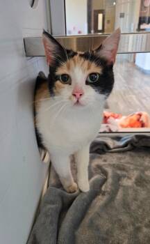 Domestic Short Hair Cats Available for Adoption in Sidney, Ohio - Gabs | PetCurious