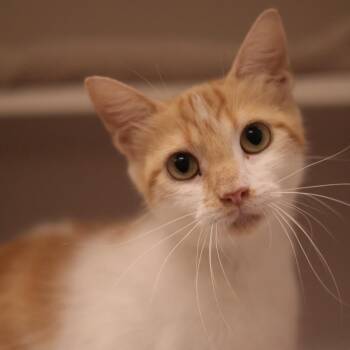 Twitch -  Domestic Short Hair Cat for Adoption in Philadelphia, Pennsylvania - Twitch | PetCurious